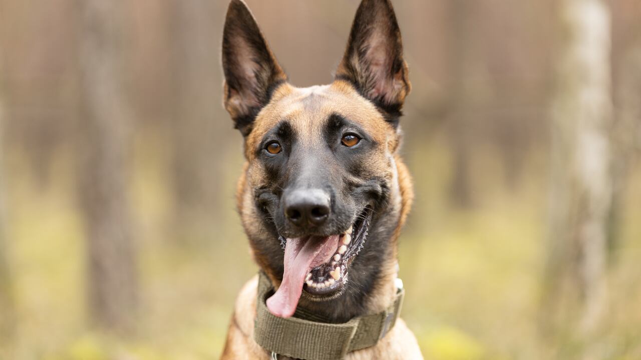 pastor belga malinois
