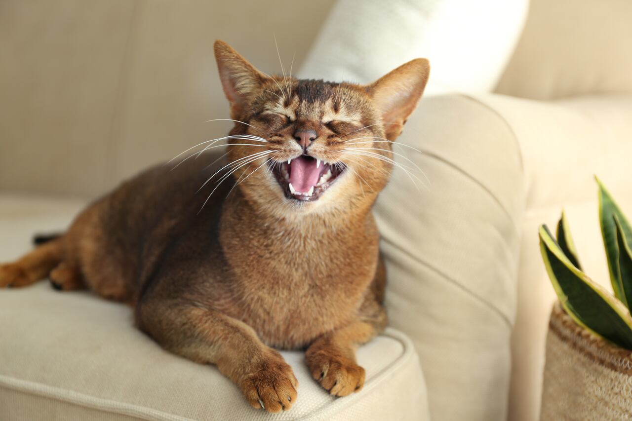 Gato